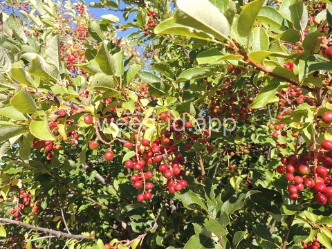 chokecherry, common